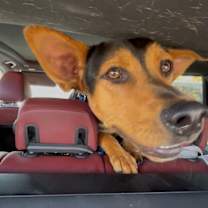 Thumbnail photo of DUMBO #1