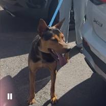 Thumbnail photo of DUMBO #2