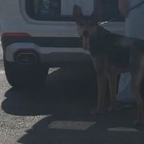 Thumbnail photo of DUMBO #3