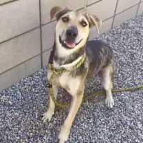 adopt-pet