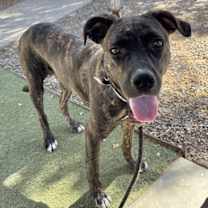 adopt-pet