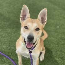 adopt-pet