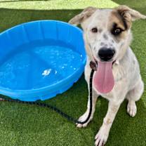 adopt-pet