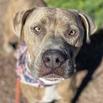adopt-pet