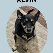 adopt-pet