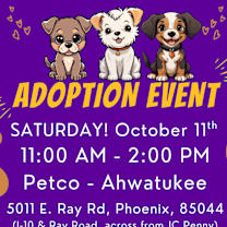 Thumbnail photo of KEVIN - 5 YR CHIHUAHUA #2