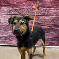 Thumbnail photo of Mr Dusty* #2