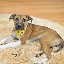 Thumbnail photo of Payge #2