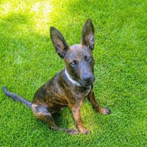 Thumbnail photo of Tom #1