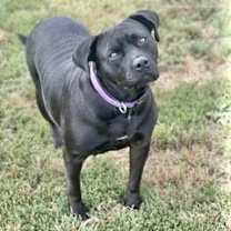 Thumbnail photo of Lily #2