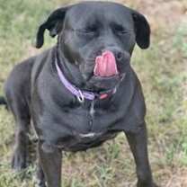 Thumbnail photo of Lily #3