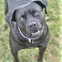 Thumbnail photo of Lily #4