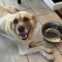 Thumbnail photo of Honey #2