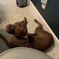 Thumbnail photo of Winston #4