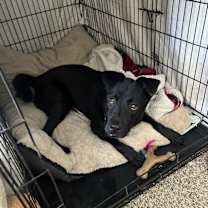 Thumbnail photo of Stevie #1