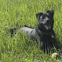 Thumbnail photo of Stevie #2