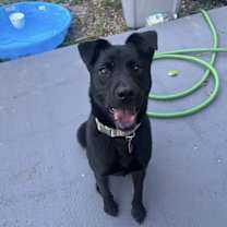 Thumbnail photo of Stevie #4