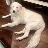 Thumbnail photo of Snowy #4