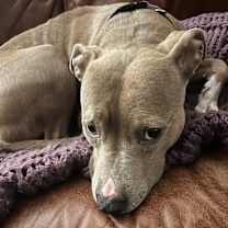 Thumbnail photo of Daisy #2