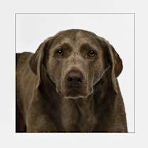 adopt-pet
