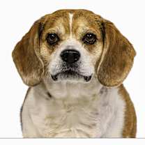 adopt-pet