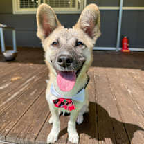 adopt-pet