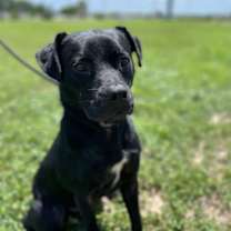 Thumbnail photo of Techno #1