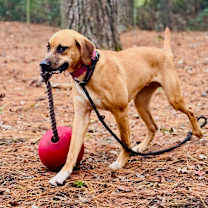 Thumbnail photo of Boba @ Foster #1