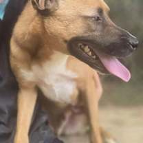 Thumbnail photo of Grizzly #4