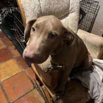 Thumbnail photo of Canelo F #4