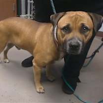 adopt-pet