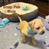adopt-pet