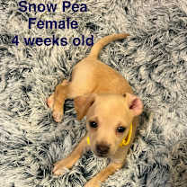 adopt-pet