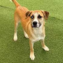 Thumbnail photo of Snorlax 8140 AKA Sunshine #4