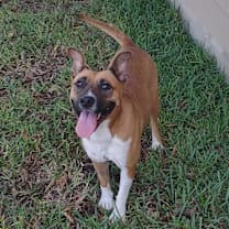 Thumbnail photo of Nala #1