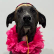 Thumbnail photo of Zues #1