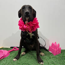 Thumbnail photo of Zues #4