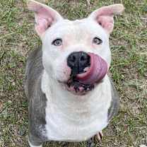 Thumbnail photo of SUNDAE #4