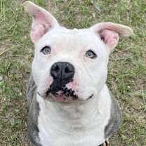 Thumbnail photo of SUNDAE #1