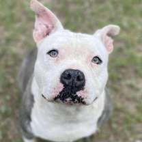 Thumbnail photo of SUNDAE #2