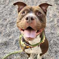 adopt-pet