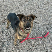 adopt-pet
