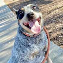 adopt-pet