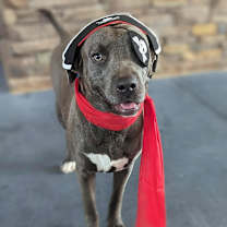 Thumbnail photo of Gertie #2