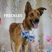 Thumbnail photo of Freckles  #2