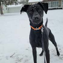 Thumbnail photo of Apollo #3