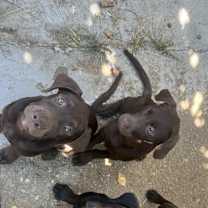 Thumbnail photo of Puma #1