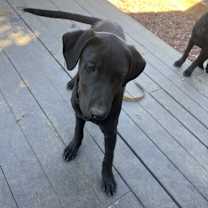 Thumbnail photo of Puma #2