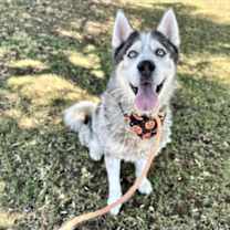 adopt-pet
