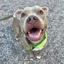 adopt-pet